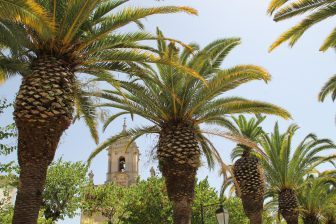 Ragusa – shadows of trees, July 2017