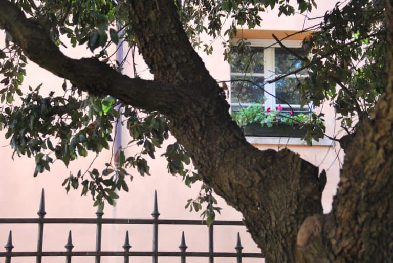 nella città – albero, palizzata e finestra, Feb.2015 (Ravenna)