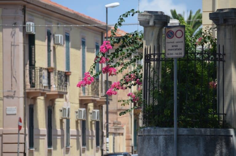 Reggio Calabria – fiori rosa, Luglio 2015 (Calabria)