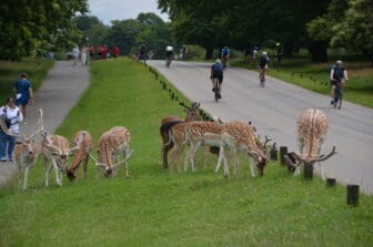 a flock of deer near the entrance in Richmond Park