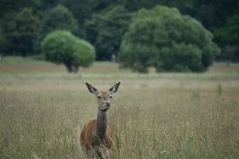 a lost deer in Richmond Park