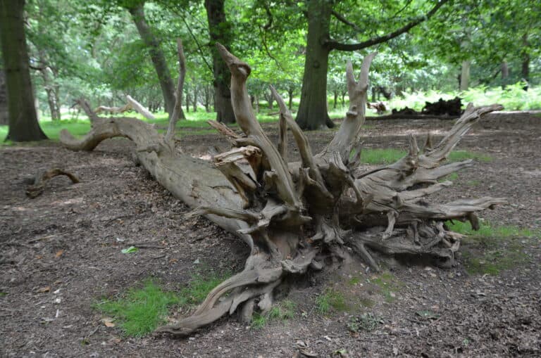 Richmond Park 2021 (12) (ロンドン)