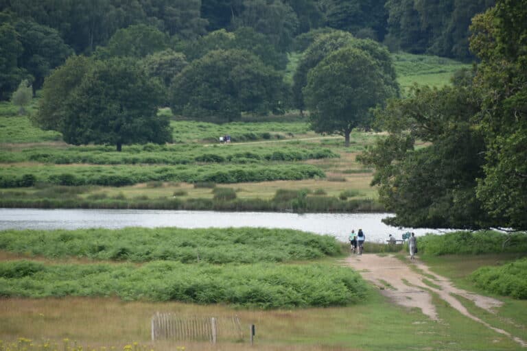 Richmond Park 2021 (14) (ロンドン)