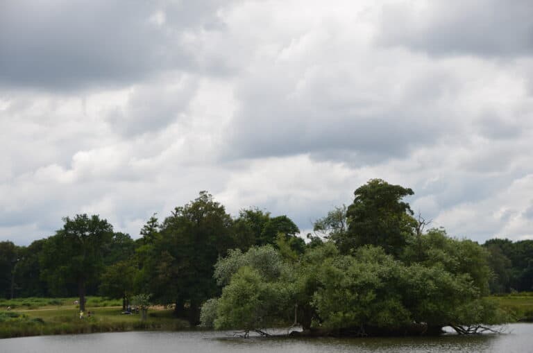 Richmond Park 2021 (15) (ロンドン)
