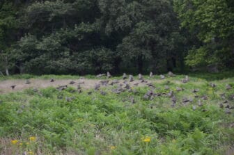 Richmond Park 2021 (12)