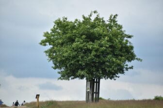 Richmond Park 2021 (12)