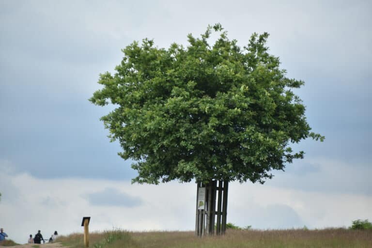 Richmond Park 2021 (17) (ロンドン)