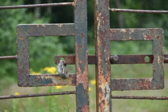 a rusty gate in Richmond Park