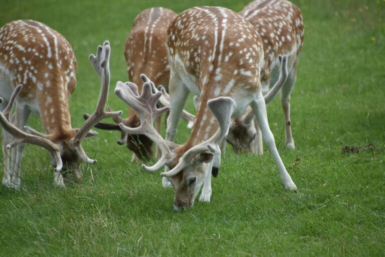 Richmond Park 2021 (2) (Londres)