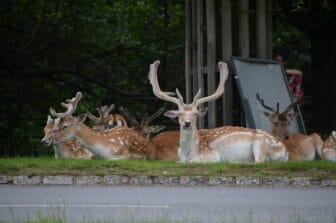 Richmond Park 2021 (12)