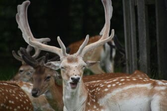 a boss of the flock in Richmond Park