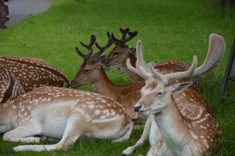 Richmond Park 2021 (22) (ロンドン)