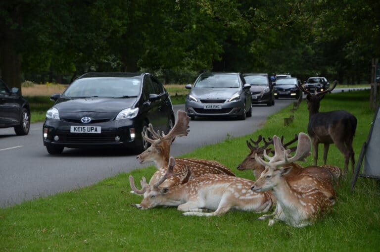 Richmond Park 2021 (23) (ロンドン)