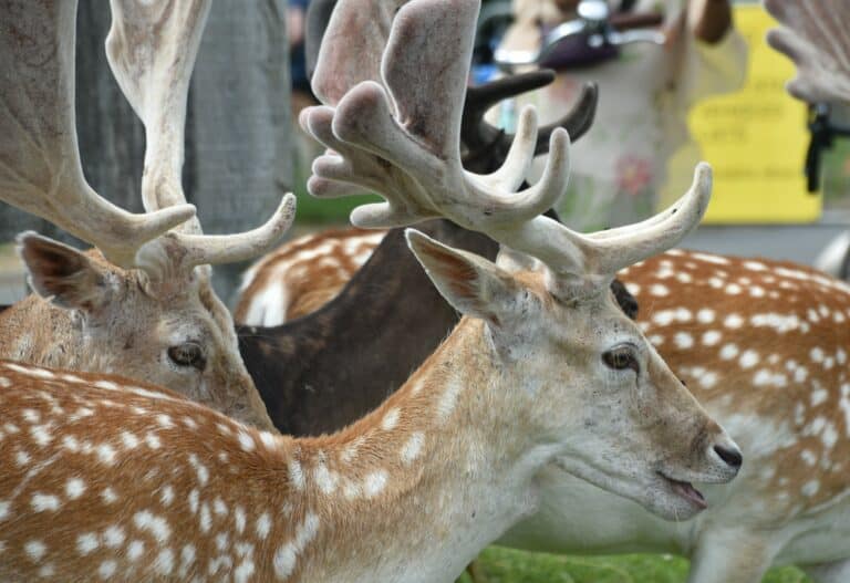 Richmond Park 2021 (24) (ロンドン)