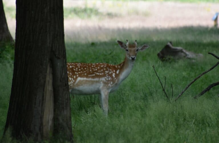 Richmond Park 2021 (25) (ロンドン)