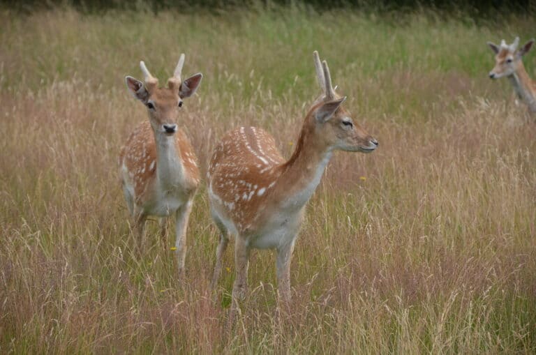 Richmond Park 2021 (3) (Londres)