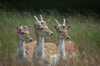 See the deer in Richmond Park