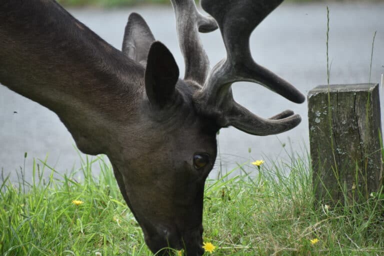 Richmond Park 2021 (5) (Londres)