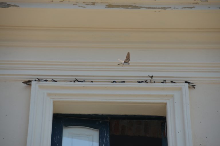 Roccella Jonica – uccelli, Luglio 2015 (Calabria)