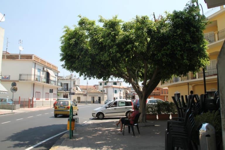 Roccella Jonica – tree, July 2015 (Calabria)
