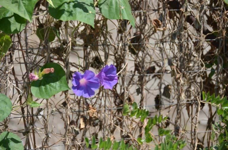 Roccella Jonica – campanella, Luglio 2015 (Calabria)