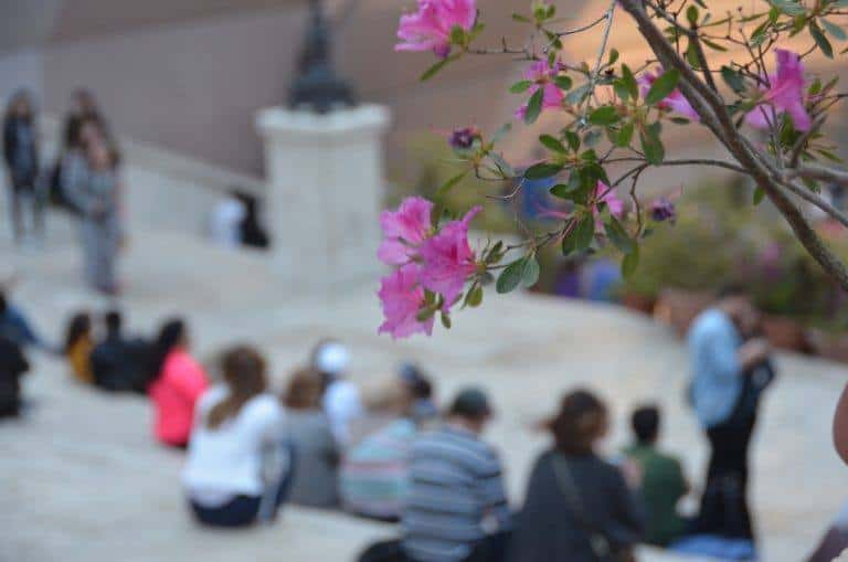 Rome, Spanish Steps – flowers, May 2017 (Rome)