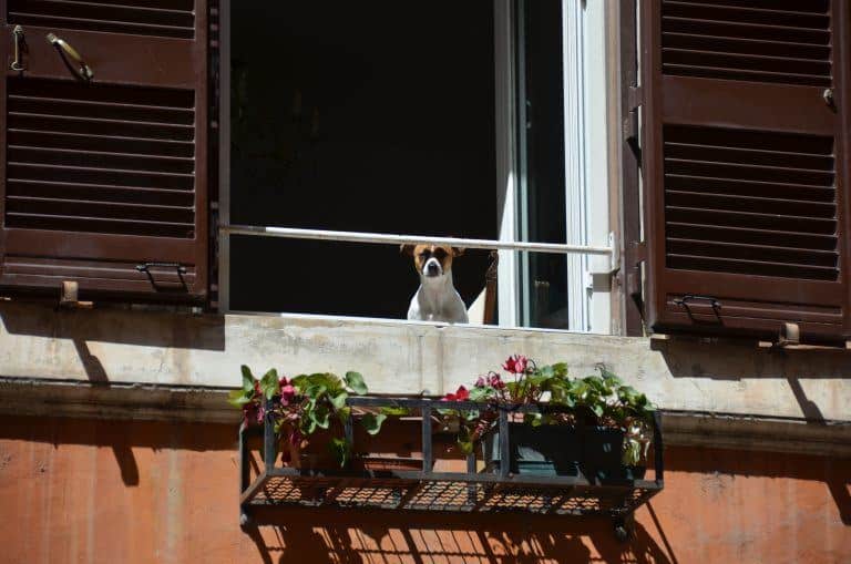 Roma (44) (Roma)
