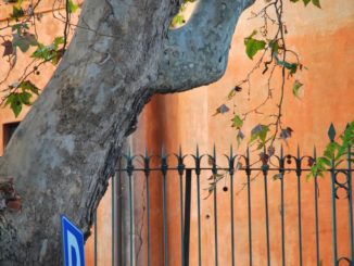 Italia, Roma – strada con piante, novembre 2013