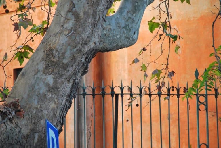 Italy, Rome – fence, tree and orange wall, Nov.2013 (Roma)