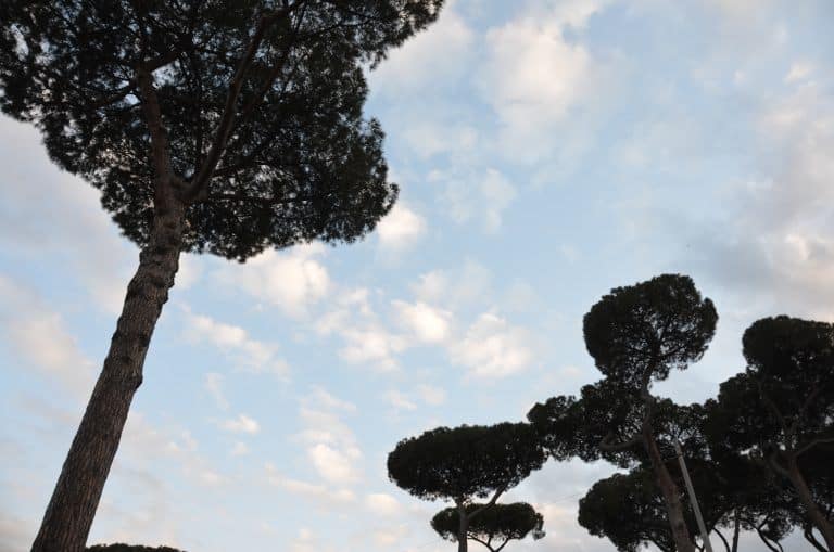 Rome – pine trees, May 2017 (Rome)
