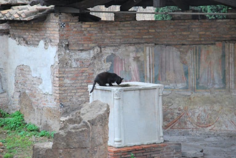 Italy, Rome – black cat, Nov.2013 (Rome)