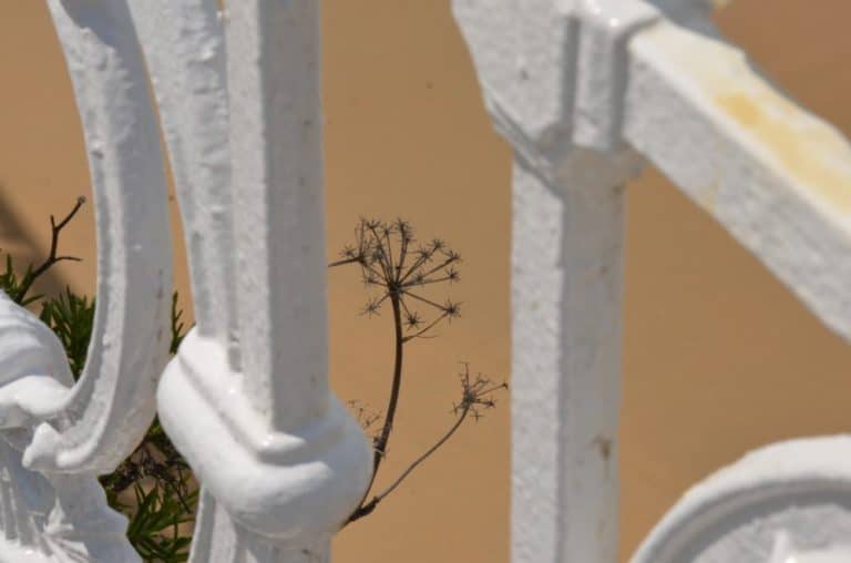 Spain, San Sebastian – wild plant, May 2014 (San Sebastián)