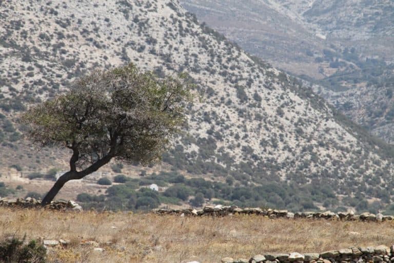 Greece, Naxos, Sangri – tree, Aug.2013 (Naxos)