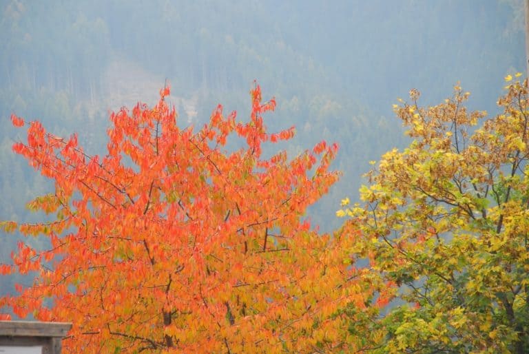 Italy, Santa Maddalena – coloured leaves 4, Oct.2014 (South Tyrol)