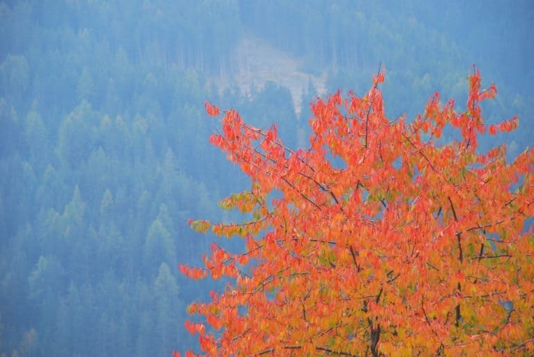 Italy, Santa Maddalena – coloured leaves 3, Oct.2014 (South Tyrol)