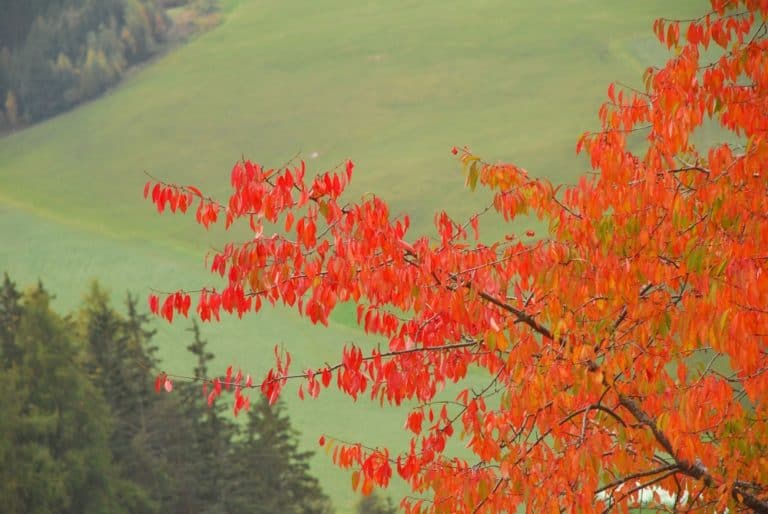 Italy, Santa Maddalena – coloured leaves 1, Oct.2014 (South Tyrol)