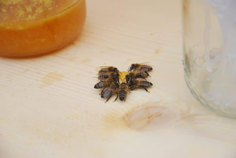 Italy, Santa Maddalena – bees, Oct.2014 (South Tyrol)