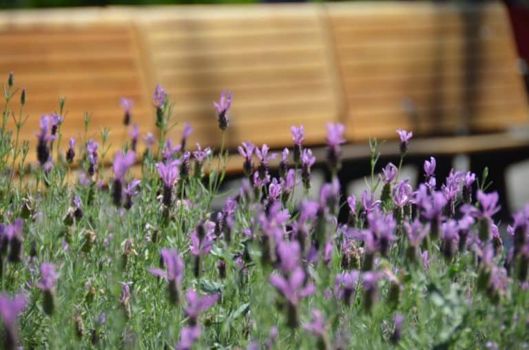town – flowers and bench, Dec.2015 (Santiago)