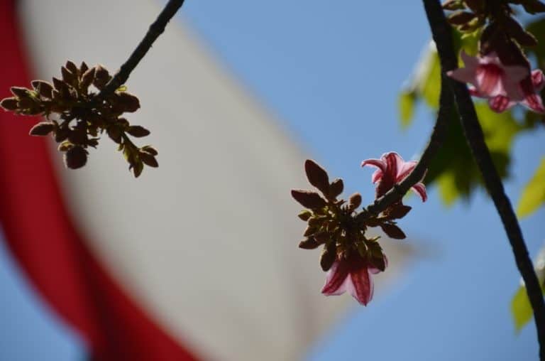 La Moneda – blossoms and flag, Dec.2015 (Santiago)