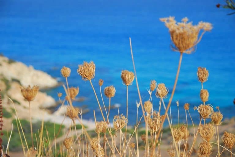 Italia, Sardegna, Costa Rei – arido, 2010 (Sardegna)