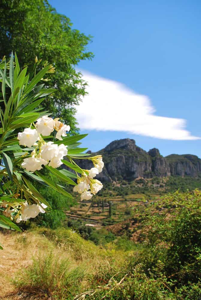 Italia, Sardegna, Ulassai – fiori, 2010 (Sardegna)