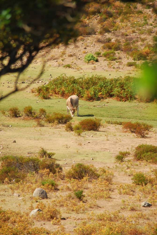 Italia, Sardegna – mucca, 2010 (Sardegna)