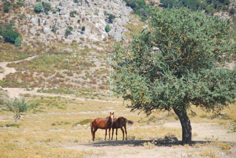 Italia, Sardegna – cavalli, 2010 (Sardegna)