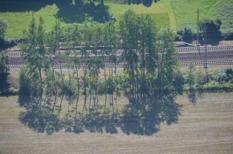 Bastei – trees and tracks, Aug.2015