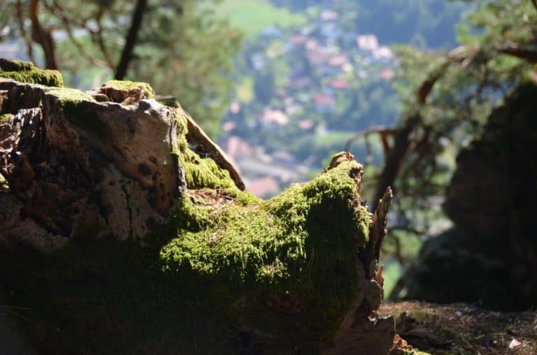 Bastei – muschio, Agosto 2015