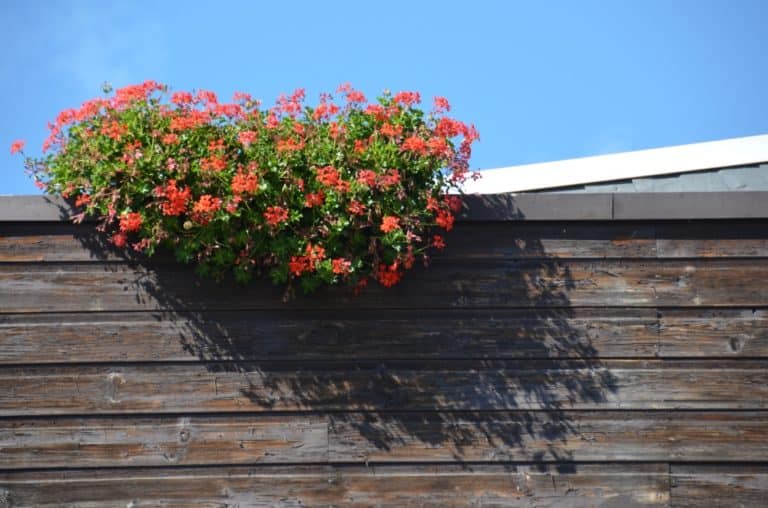 Bastei – flowers and shadows, Aug.2015