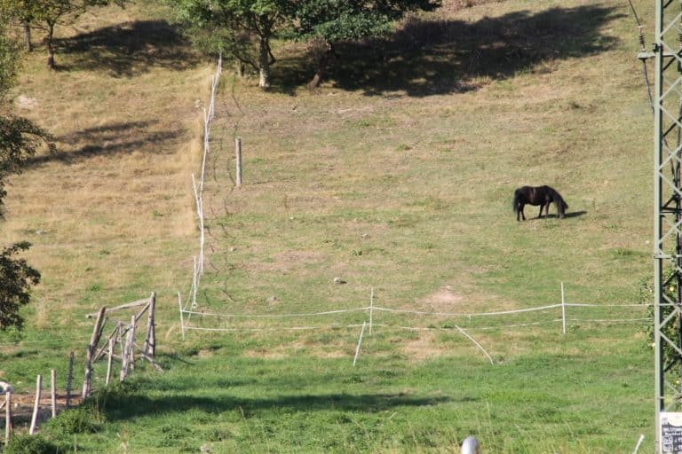 on Elbe – meadow, Aug.2015