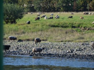 on Elbe – red train, Aug.2015