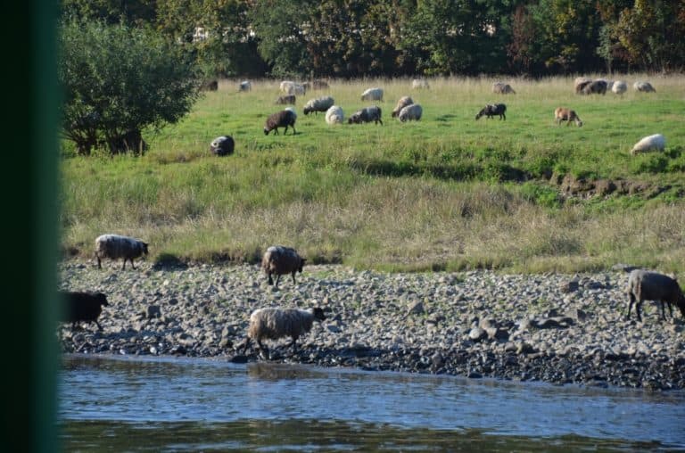on Elbe – sheep, Aug.2015