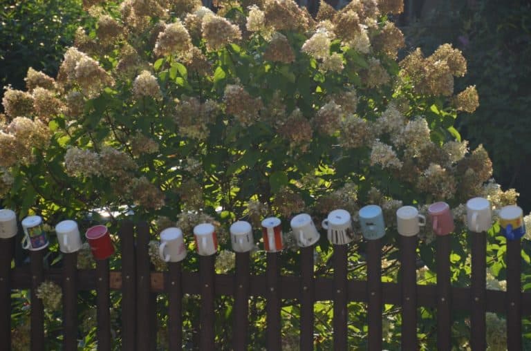 Bad Schandau – tazze, Agosto 2015
